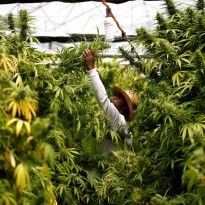 В Грузии легализовали употребление марихуаны