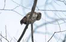 У Чорнобильській зоні вперше сфотографували червонокнижного сичика-горобця (фото)