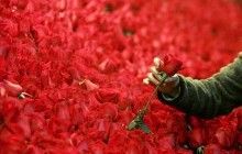 Украина в 2016 году втрое увеличила экспорт роз