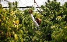 Уряд Ізраїлю схвалив ініціативу по декриміналізації марихуани