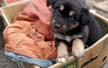 Користувачів ВКонтакті закликають допомогти безпритульним тваринам