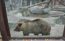 В Киевском зоопарке на 28 году жизни скончалась медведица