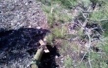 СБУ обнаружила в районе АТО оставленное во время отступления боевиков оружие (фото)