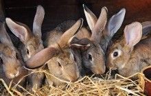 В британской тюрьме для заключенных обустроили контактный зоопарк