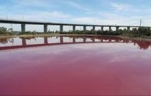 В Австралії озеро забарвилося в рожевий колір