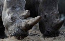 В Южной Африке официально разрешили продавать рога носорогов