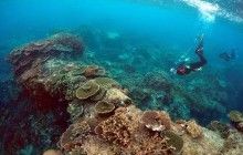 Через окислення вод в найближчі 20 років зникнуть майже всі коралові рифи - дослідження