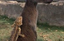 В Австралії ящірка дружить із кенгуру і катається у неї на спині