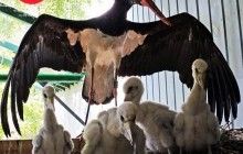 Пополнение в Киевском зоопарке: зоологи вывели 4 птенцов черного аиста