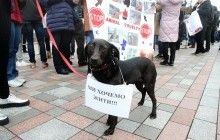 Під Радою пройшла акція зоозахисників проти знущання над тваринами (фоторепортаж)
