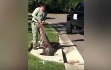 "Суворий" американський звіролов голими руками врятував велику рептилію, яка застрягла в каналізації (відео)