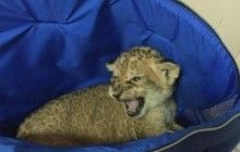 Ukrainian border guards discover lion cub smuggled in luggage