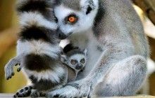 Новорожденные лемуры, игривые панды-близнецы и другие новости из мира животных за неделю в фото (подборка)