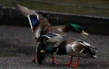 Мешканець Херсонщини посварився з сусідкою через качку та показав їй оголені сідниці