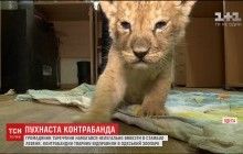 В одесский зоопарк привезли львенка, которого турок пытался вывезти из Украины