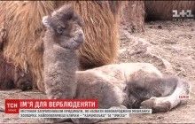 У харківському зоопарку поповнення: городяни обирають ім'я маленькій верблюдиці (відео)