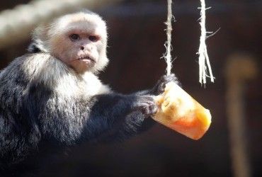 Обезьяны входят в каменный век, - Daily Mail (видео)