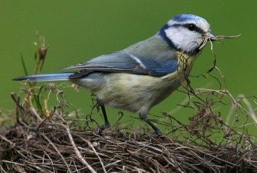 Уже без заморозков: синоптик рассказала, какой погоды ждать 11 мая