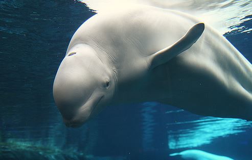 Во Франции пытаются спасти кита-белуху \ tourism.karelia.ru