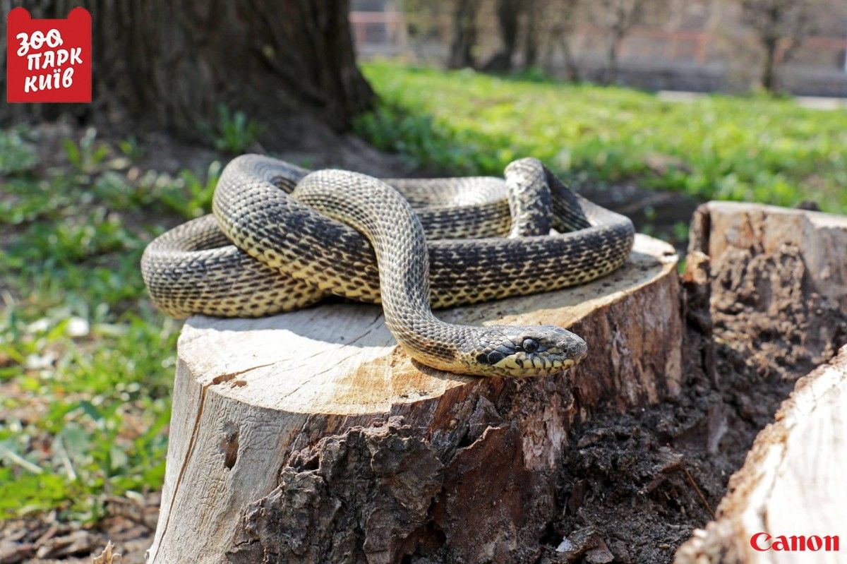 Редкий краснокнижный сарматский полоз оказался в Киеве / Фото facebook.com/zoo.kiev.ua Редкий краснокнижный сарматский полоз оказался в Киеве / Фото facebook.com/zoo.kiev.ua