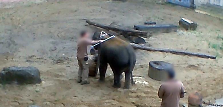 Слон з доглядачами в зоопарку Ганновера / Фото PETA Слон з доглядачами в зоопарку Ганновера / Фото PETA