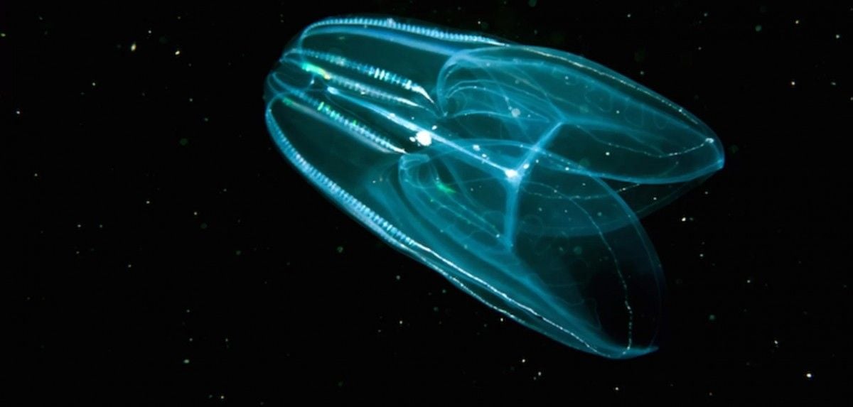 Медузы оказались первыми животными на нашей планете / livescience.com Медузы оказались первыми животными на нашей планете / livescience.com
