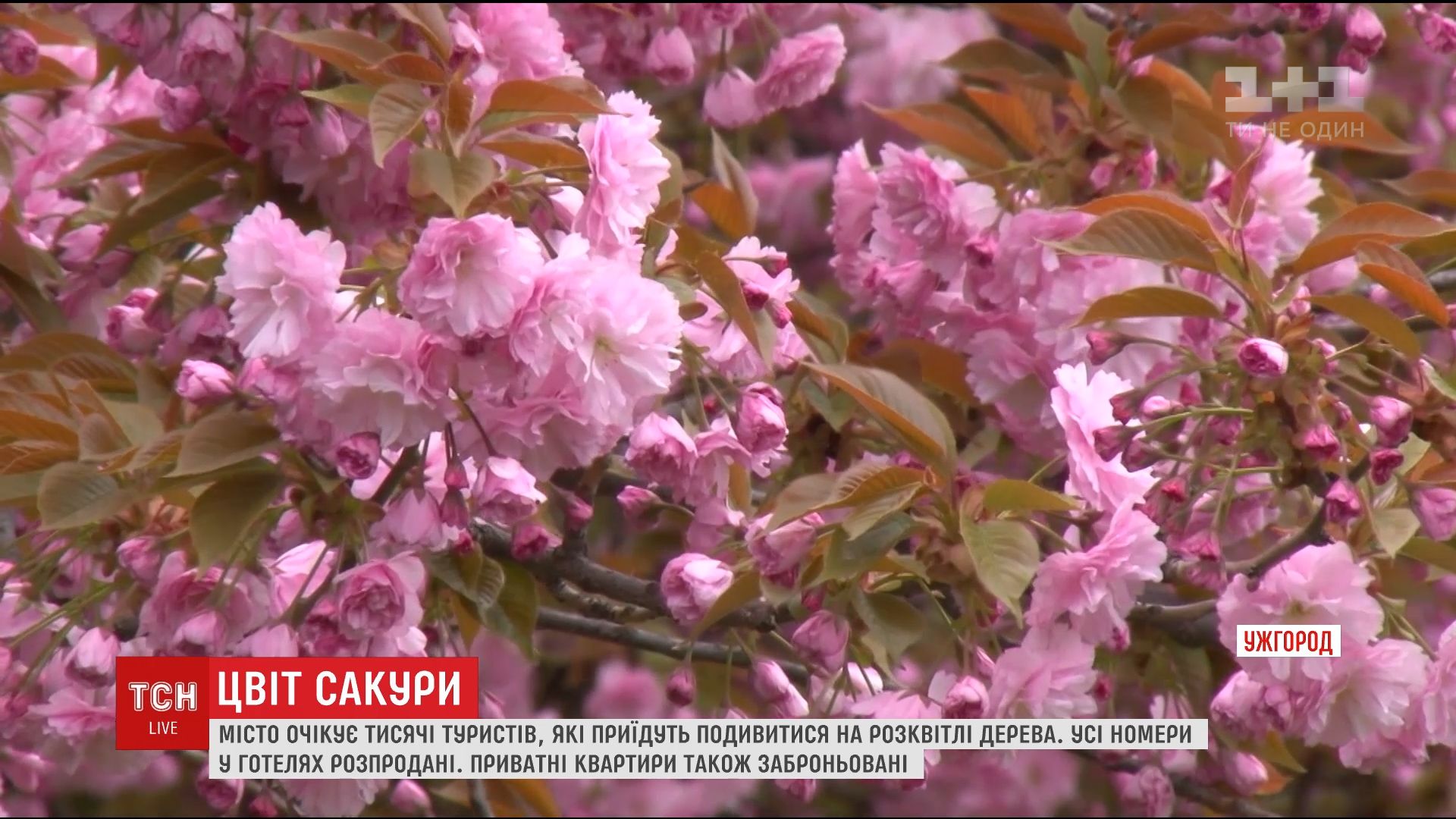 скріншот / ТСН скріншот / ТСН