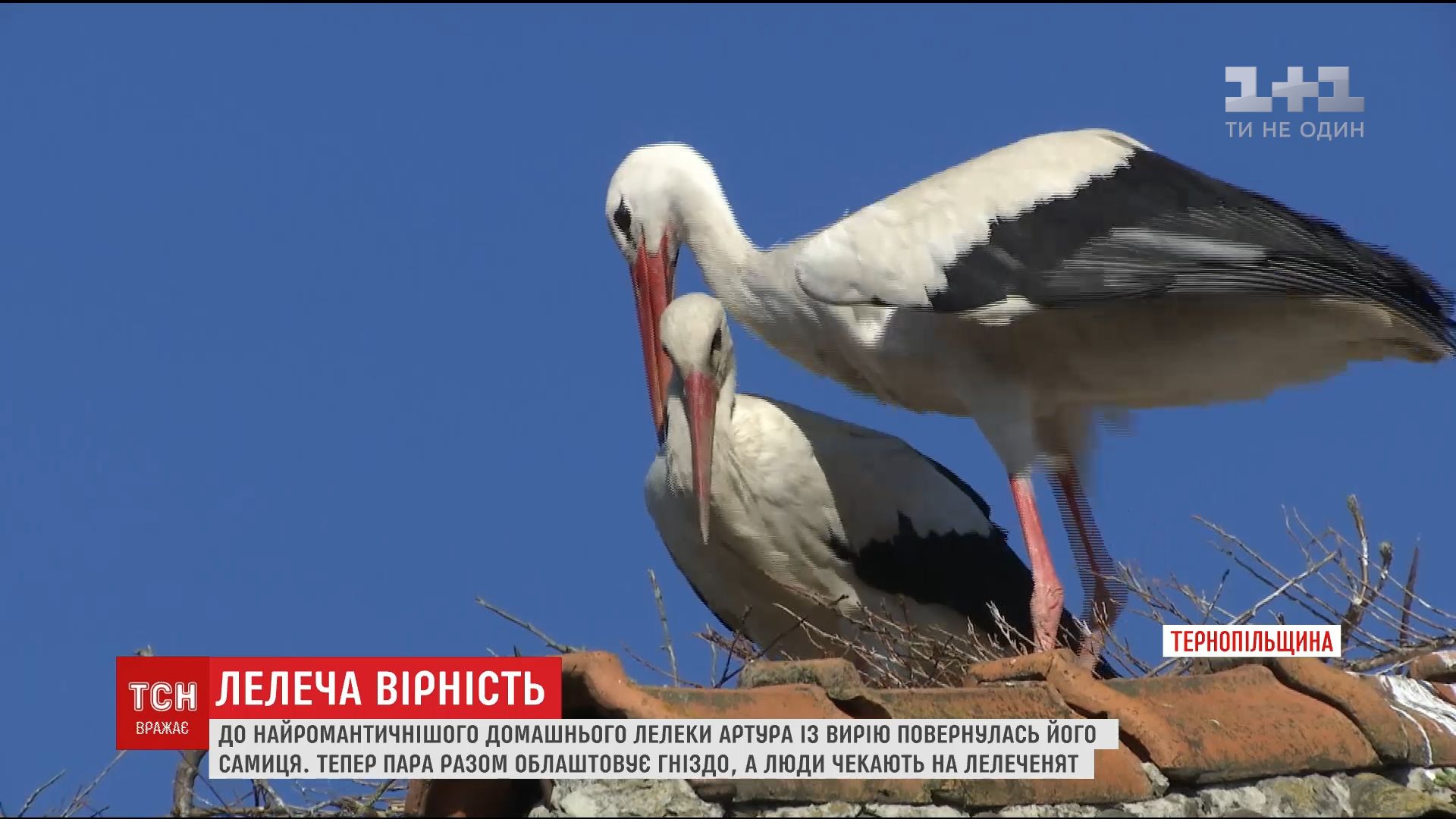 скріншот / ТСН скріншот / ТСН