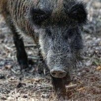 New swine fever outbreaks recorded in two Ukrainian regions