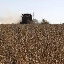 Украина увеличила экспорт масличных культур в 1,6 раза