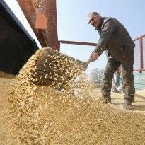Ukraine's grain exports projected to decline for first time in 5 years – media