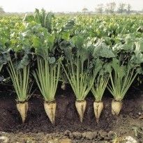 Ukraine gets permit to supply beet seeds to EU market