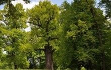 Дуб, который спас евреев во время Холокоста, объявлен Европейским деревом года