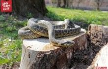 Поліція знайшла на дитячому майданчику у Києві рідкісну змію, вірогідно, з окупованого Криму