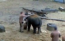 Активісти PETA звинуватили доглядачів зоопарку Ганновера у знущаннях над слонами (відео)