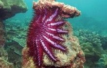 Ученые нашли способ, как отучить морскую звезду от пожирания рифа