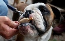 Експерти не радять людям доїдати харчі за собаками