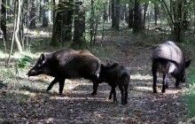 Недалеко от Рима стадо кабанов украло у женщины покупки (видео)