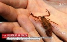 "Чужий на борту": у літаку скандальної американської авіакомпанії пасажира вжалив скорпіон (відео)
