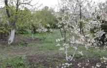 Негода в Криму: сніг падає прямо на квітучі дерева, (відео)