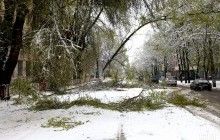 В Днепровском ботаническом саду апрельская метель уничтожила десятки реликтовых растений (видео)
