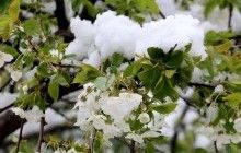 Цветы превратились в ледяные глыбы: Днепр приходит в себя после ночных морозов (видео)
