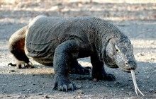 Американские ученые получили новый мощный антибиотик из крови гигантского варана