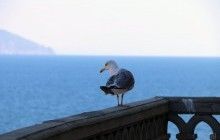 В Британии чайка похитила чихуахуа