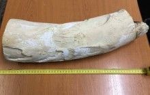Во Львовской области задержали украинца при попытке вывезти в Польшу бивень мамонта