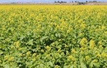 Украина за три года удвоила экспорт горчицы