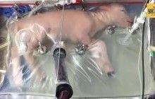 Ученые вырастили ягненка в искусственной среде (видео)