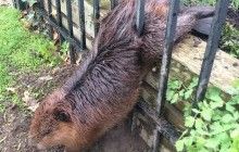 В Канаде спасли растолстевшего бобра, который застрял в заборе (фото)