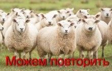 "Турецький вівценосець": соцмережі вибухнули жартами через зіткнення корабля РФ й судна з вівцями