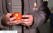 Томатный бизнес: как вырастить овощи без нитратов и продавать их в Европе (видео)